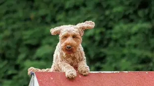 Imagen de archivo de un perro Imagen de archivo de un perro