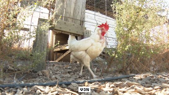 Apadrinar una gallina 