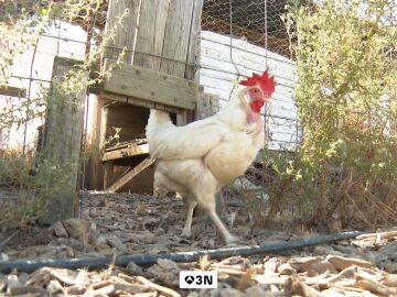Apadrinar una gallina 