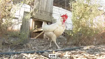 Apadrinar una gallina Apadrinar una gallina