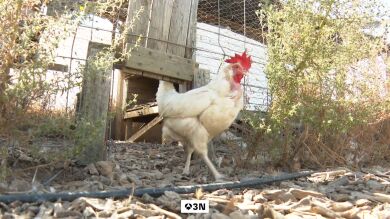 La curiosa alternativa para ahorrar en huevos ante la subida de precio: apadrinar una gallina
