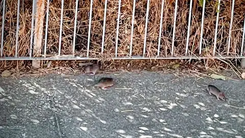 Foco de ratas en un colegio de Palencia Foco de ratas en un colegio de Palencia