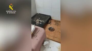 La Guardia Civil halla 250 animales muertos y 171 en estado crítico en un criadero clandestino en A Coruña