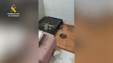 La Guardia Civil halla 250 animales muertos y 171 en estado crítico en un criadero clandestino en A Coruña La Guardia Civil halla 250 animales muertos y 171 en estado crítico en un criadero clandestino en A Coruña