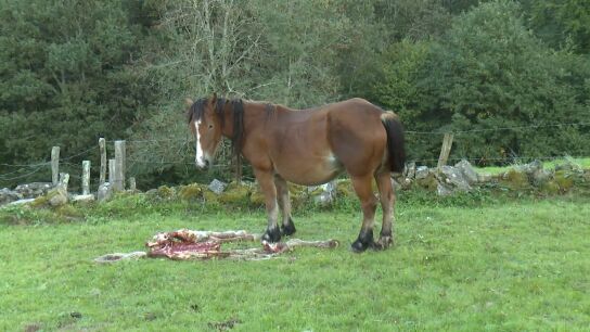 Imagen del ataque de un lobo a un potro en Cantabria.