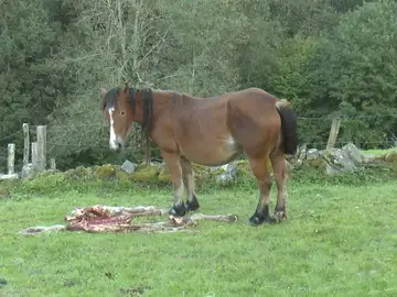Imagen del ataque de un lobo a un potro en Cantabria. Imagen del ataque de un lobo a un potro en Cantabria.