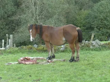 Imagen del ataque de un lobo a un potro en Cantabria. Imagen del ataque de un lobo a un potro en Cantabria.