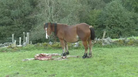 Imagen del ataque de un lobo a un potro en Cantabria. Imagen del ataque de un lobo a un potro en Cantabria.