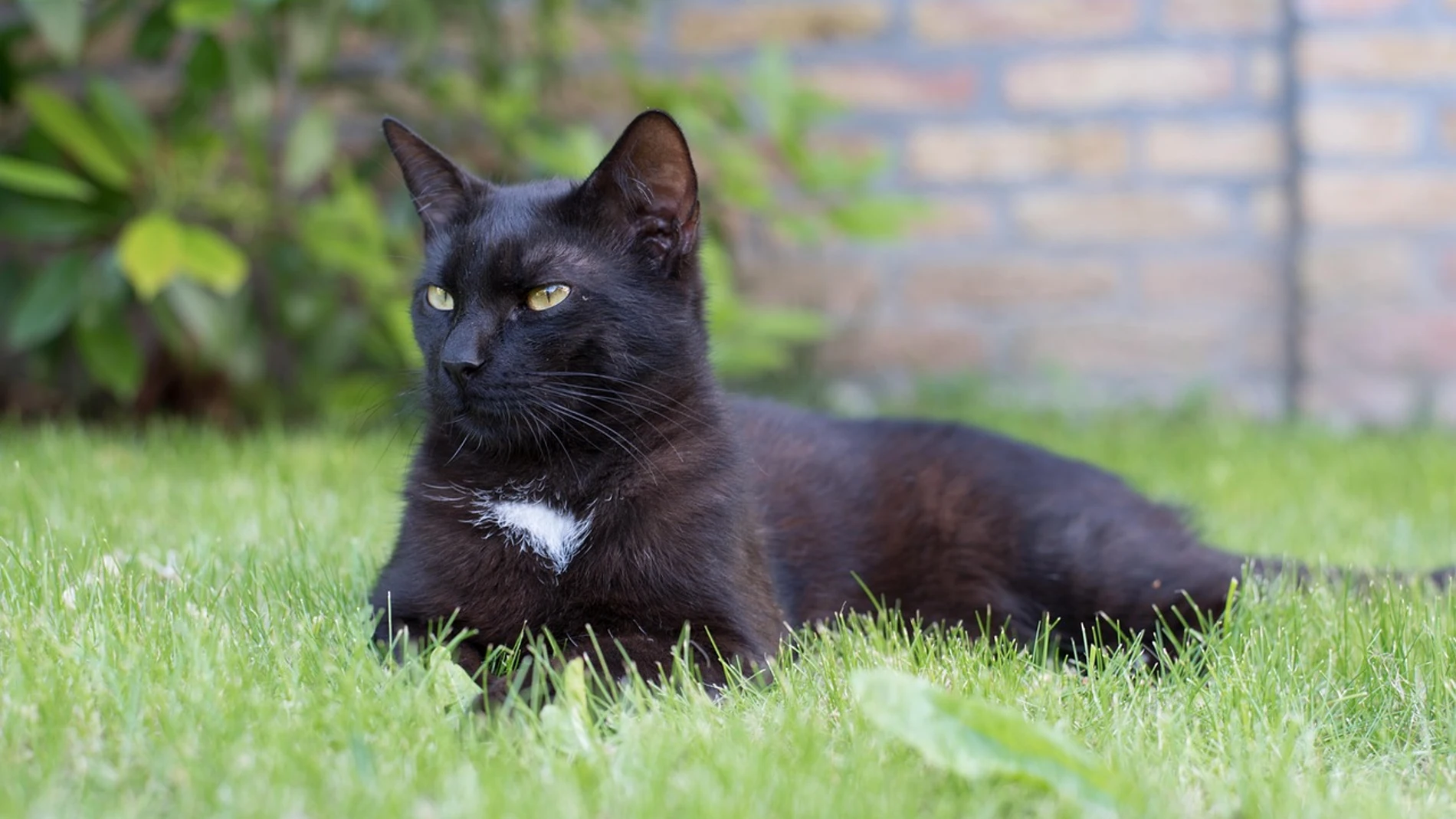Gato negro Gato negro