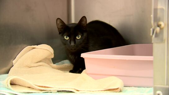 Gato negro Gato negro