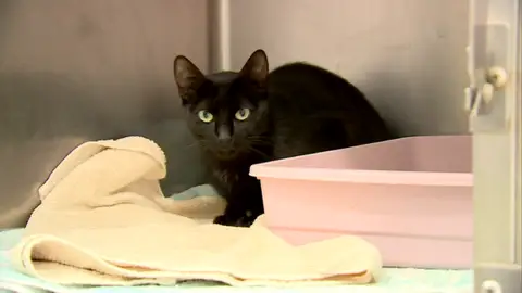 Gato negro Gato negro