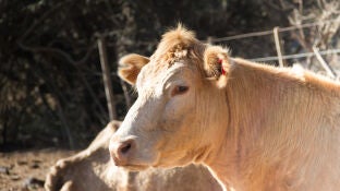 Muere una mujer de 31 a&ntilde;os tras se arrollada por una vaca en un desfile de ganado en San Froil&aacute;n, Lugo