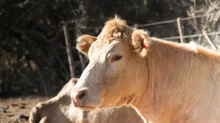 Muere una mujer de 31 años tras se arrollada por una vaca en un desfile de ganado en San Froilán, Lugo Muere una mujer de 31 años tras se arrollada por una vaca en un desfile de ganado en San Froilán, Lugo