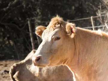 Muere una mujer de 31 años tras se arrollada por una vaca en un desfile de ganado en San Froilán, Lugo Muere una mujer de 31 años tras se arrollada por una vaca en un desfile de ganado en San Froilán, Lugo