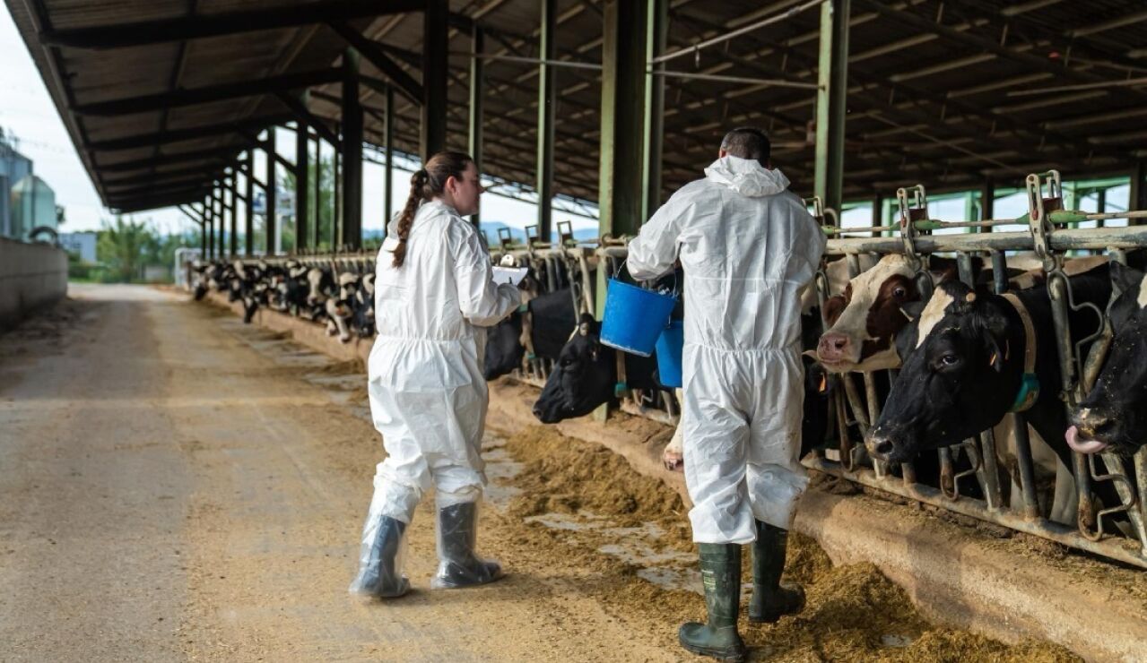 Proceso de vacunaci&oacute;n enla zona afectada por la dermatosis nodular contagiosa