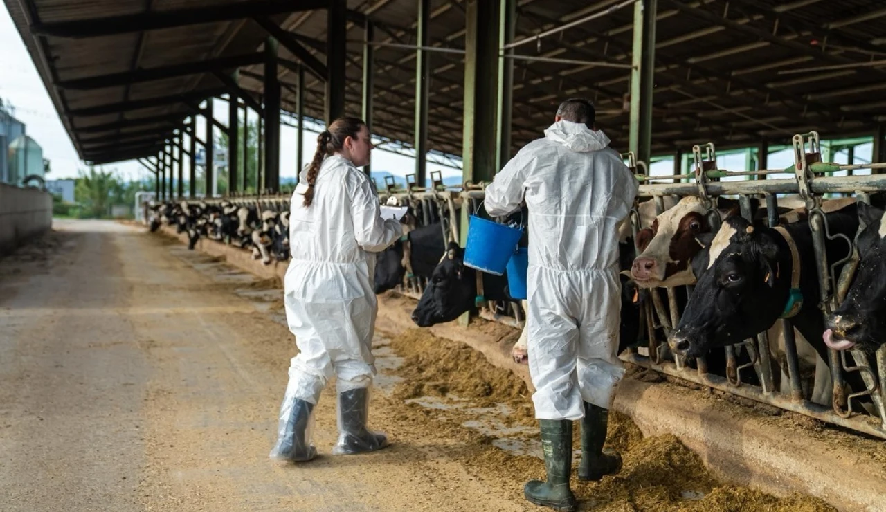 Proceso de vacunación enla zona afectada por la dermatosis nodular contagiosa