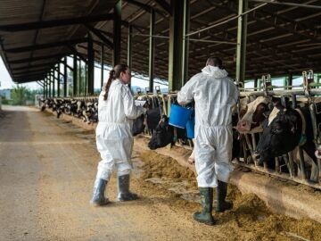 Proceso de vacunación enla zona afectada por la dermatosis nodular contagiosa