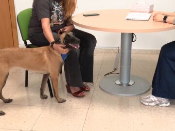 Cami, el primer perro en acompañar a una víctima de violencia de género
