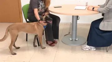 Cami, el primer perro en acompañar a una víctima de violencia de género Cami, el primer perro en acompañar a una víctima de violencia de género