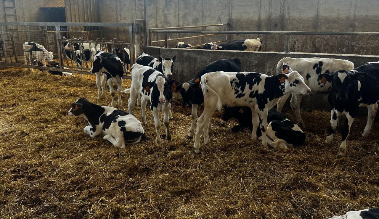Imagen de archivo de vacas