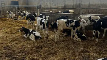 Imagen de archivo de vacas Imagen de archivo de vacas