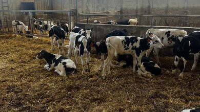 Galicia refuerza las medidas frente a la dermatosis nodular contagiosa para proteger su cabaña ganadera