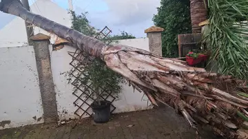 Un árbol caído tras el paso de una manga marina en Rota Un árbol caído tras el paso de una manga marina en Rota