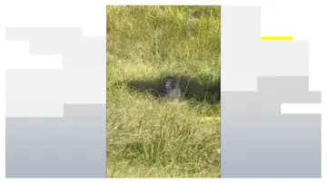 Monos a la fuga Monos a la fuga