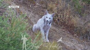 Lince ib&eacute;rico blanco