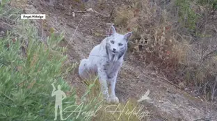 Lince ibérico blanco Lince ibérico blanco