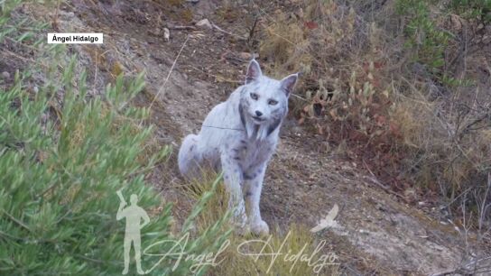 Lince ib&eacute;rico blanco