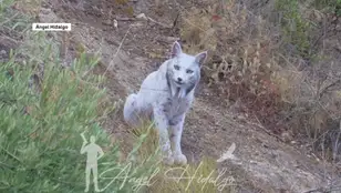 Lince ibérico blanco