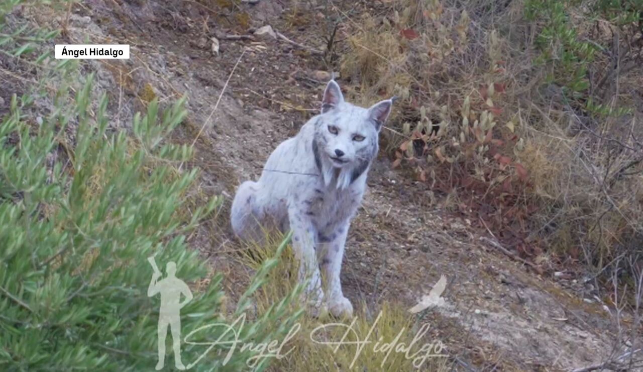 Lince ib&eacute;rico blanco