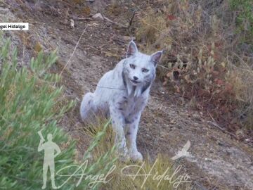Lince ibérico blanco