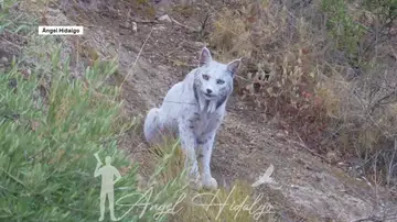 Lince ibérico blanco Lince ibérico blanco