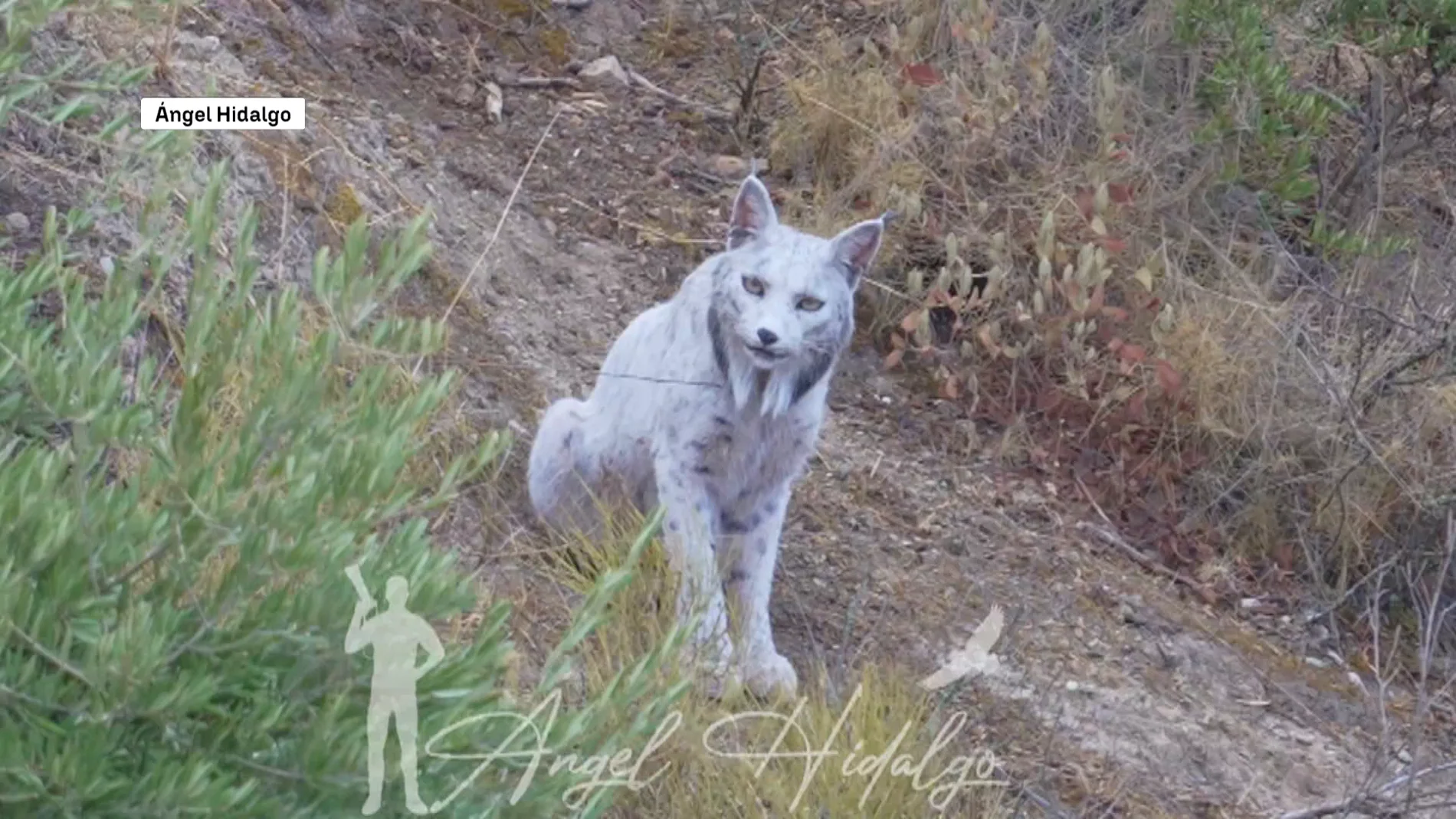 Lince ibérico blanco Lince ibérico blanco