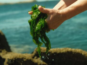 Algas gallegas para luchar contra la obesidad o el cáncer: "Los resultados están siendo esperanzadores"