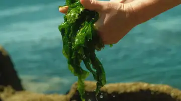 Algas gallegas para luchar contra la obesidad o el cáncer: "Los resultados están siendo esperanzadores" Algas gallegas para luchar contra la obesidad o el cáncer: "Los resultados están siendo esperanzadores"