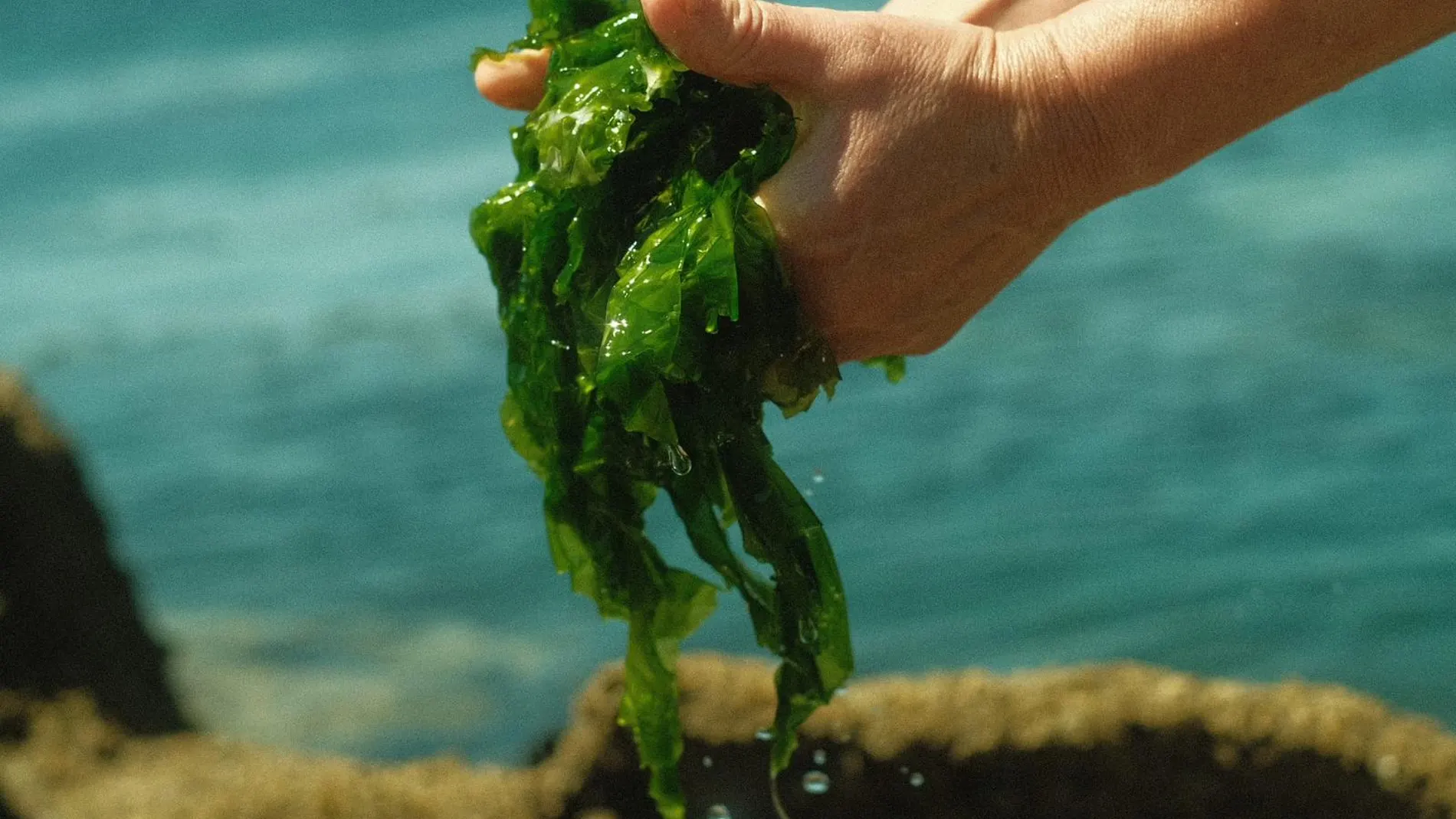 Algas gallegas para luchar contra la obesidad o el cáncer: "Los resultados están siendo esperanzadores" Algas gallegas para luchar contra la obesidad o el cáncer: "Los resultados están siendo esperanzadores"