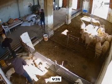 Imágenes duras: colonos israelíes matan ovejas en ataques a granjas y casas palestinas en Cisjordania