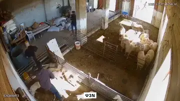 Imágenes duras: colonos israelíes matan ovejas en ataques a granjas y casas palestinas en Cisjordania Imágenes duras: colonos israelíes matan ovejas en ataques a granjas y casas palestinas en Cisjordania