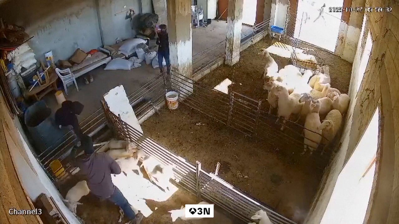 이스라엘 정착민들이 서안 지구의 팔레스타인 농장과 집을 습격하고 양을 죽였습니다. 이스라엘 정착민들이 서안 지구의 팔레스타인 농장과 집을 습격하고 양을 죽였습니다.