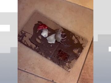 Plaga de ratas reincidente en una urbanización de Jerez