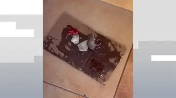 Plaga de ratas reincidente en una urbanización de Jerez Plaga de ratas reincidente en una urbanización de Jerez