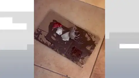 Plaga de ratas reincidente en una urbanización de Jerez Plaga de ratas reincidente en una urbanización de Jerez