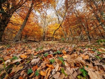 El Hayedo de Montejo, un ejemplo de cómo proteger nuestro valioso patrimonio natural 