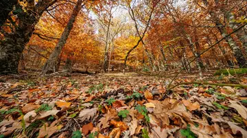 El Hayedo de Montejo, un ejemplo de cómo proteger nuestro valioso patrimonio natural El Hayedo de Montejo, un ejemplo de cómo proteger nuestro valioso patrimonio natural