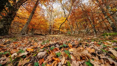 El Hayedo de Montejo, un ejemplo de cómo proteger nuestro valioso patrimonio natural El Hayedo de Montejo, un ejemplo de cómo proteger nuestro valioso patrimonio natural