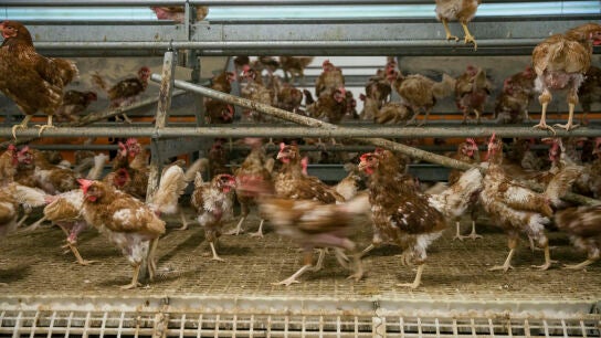 Fotograf&iacute;a de archivo de una granja de producci&oacute;n ecol&oacute;gica de huevos