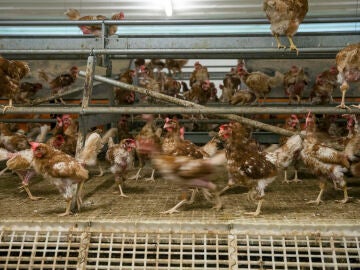 Fotografía de archivo de una granja de producción ecológica de huevos